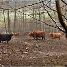 Büffel im Wald 