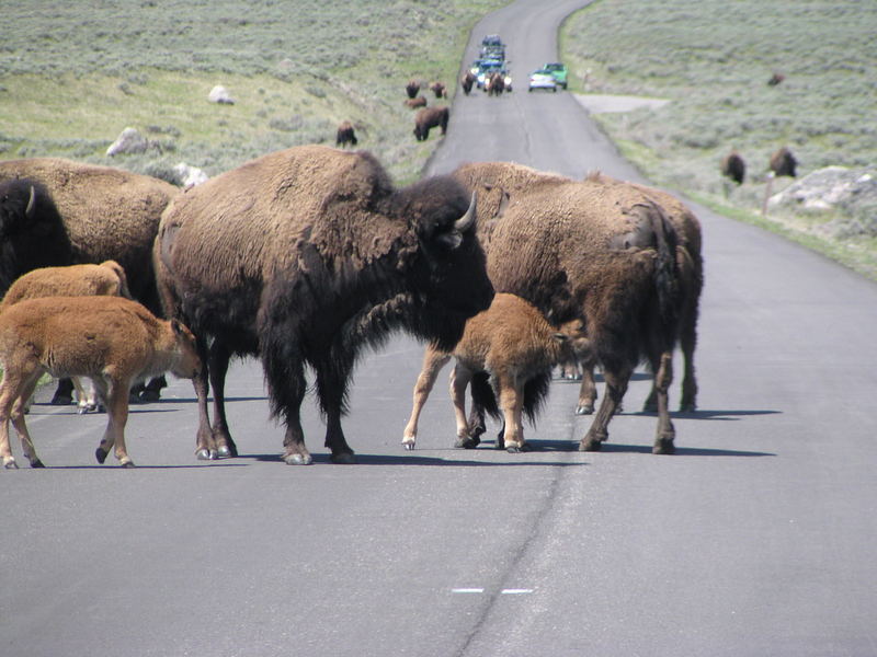 Büffel im Yellowstone