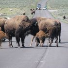 Büffel im Yellowstone