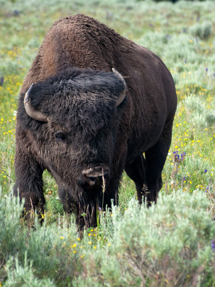 Büffel im Yellowstone National Park