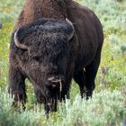 Büffel im Yellowstone National Park