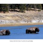 Büffel im Yellowstone Nationalpark, USA