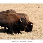 Büffel im Yellowstone Nationalpark, USA II