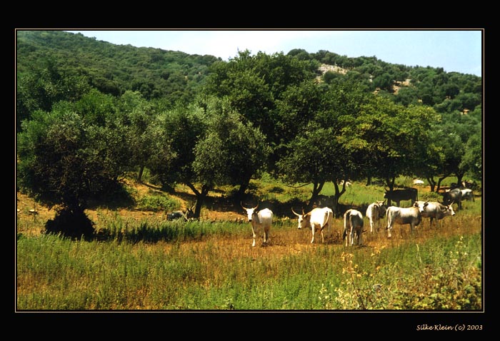 Büffel in der Maremma