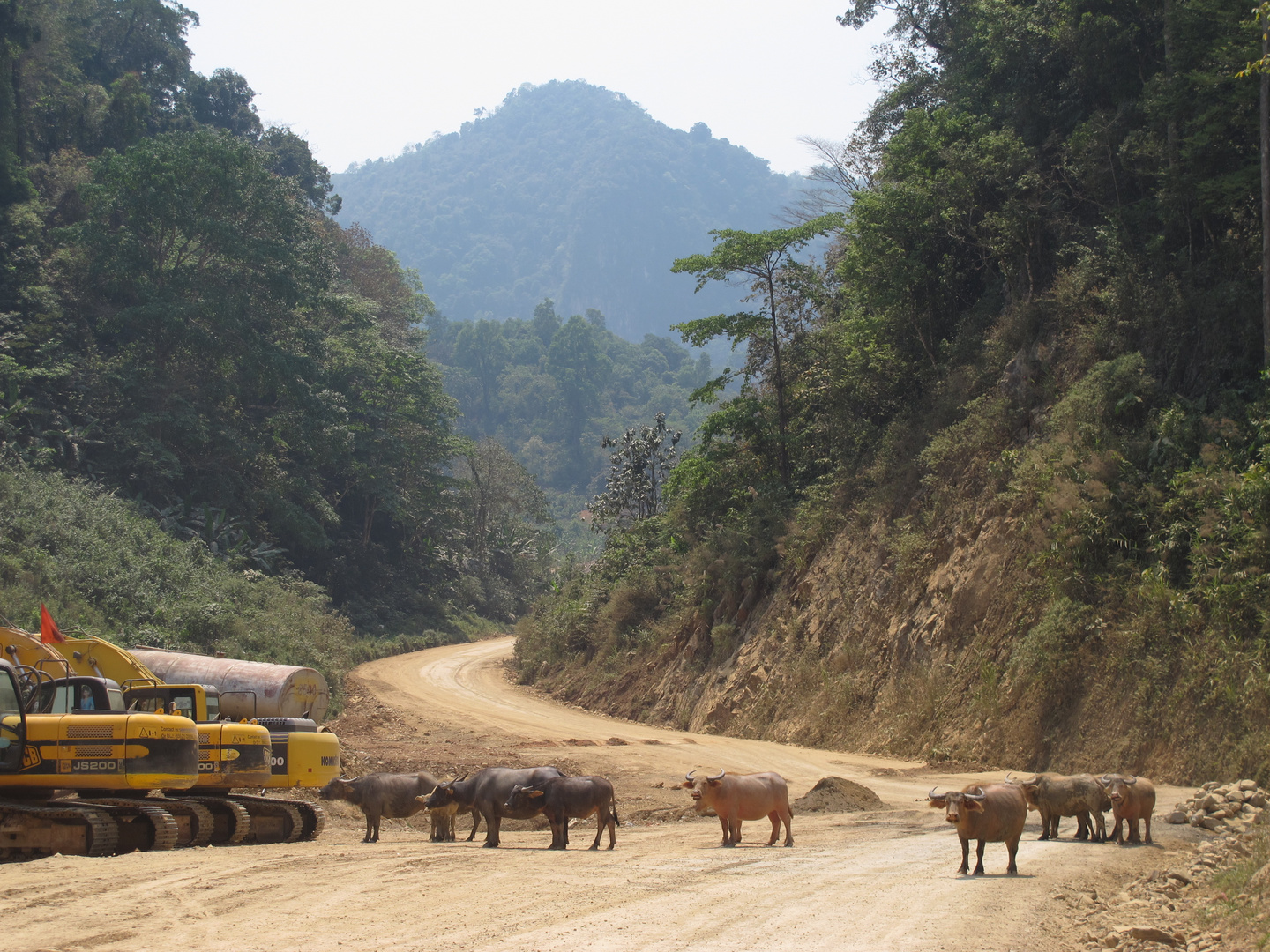 Büffel in Laos