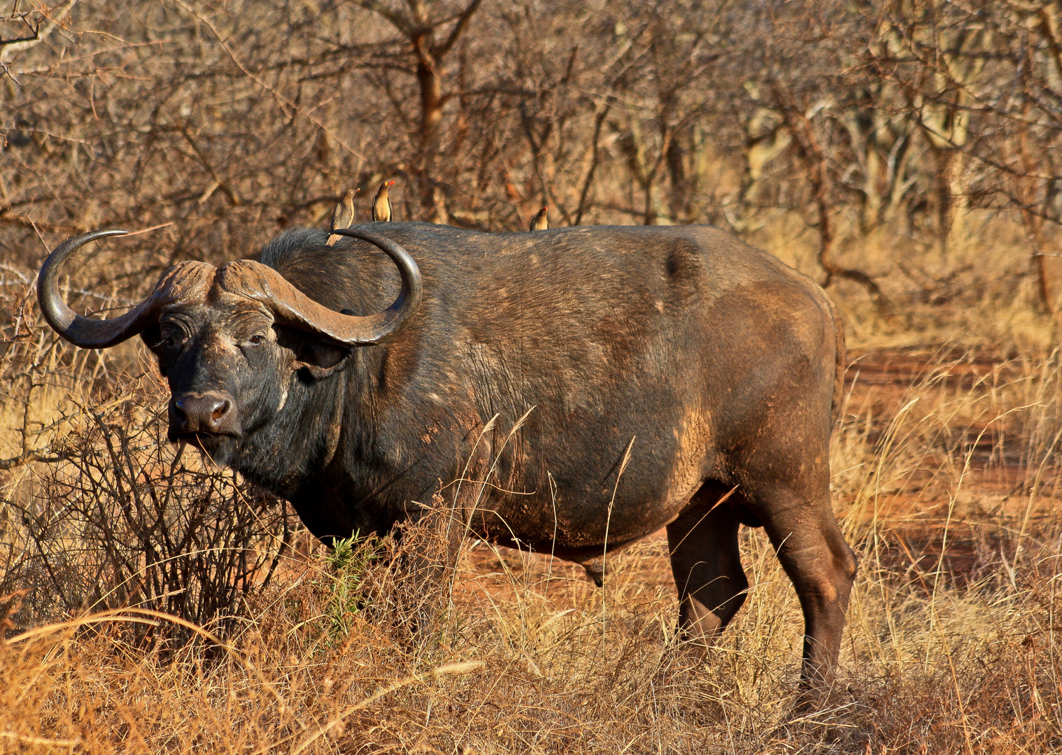 Büffel in Tsavo West