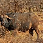 Büffel in Tsavo West