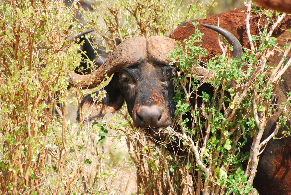 Büffel in Tsavo West