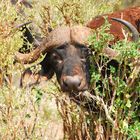 Büffel in Tsavo West