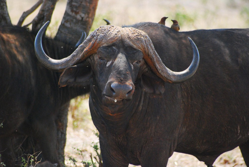 Büffel in Tsavo West