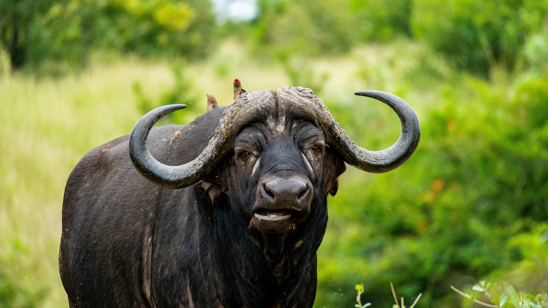 Büffel @ Kruger National Park, Südafrika