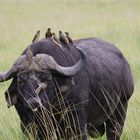 Büffel Maasai Mara Gebiet Kenya