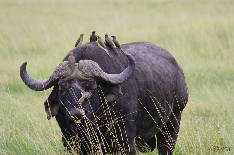 Büffel Maasai Mara Gebiet Kenya