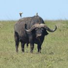 Büffel mit Madenhacker auf Rücken