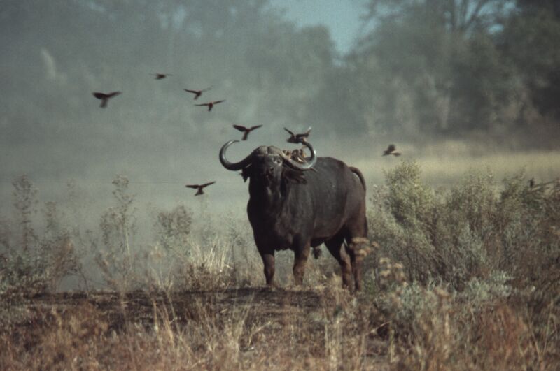 Büffel mit Madenhackern im Anflug