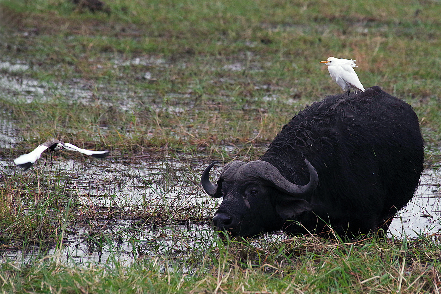 Büffel mit Reiher und Langzehenkiebitz im Anflug