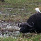 Büffel mit Reiher und Langzehenkiebitz im Anflug