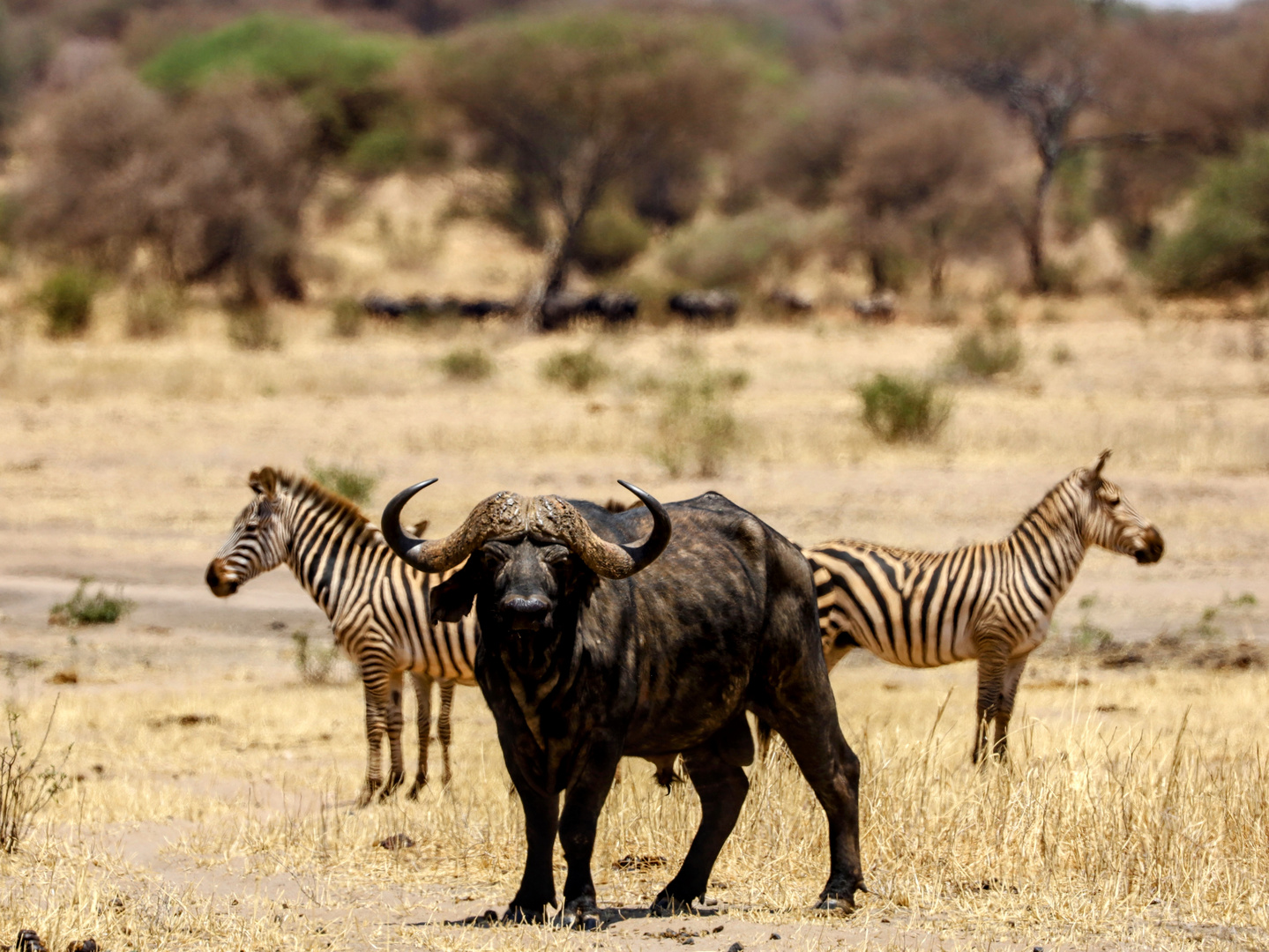 Büffel mit Zebra Wing Men