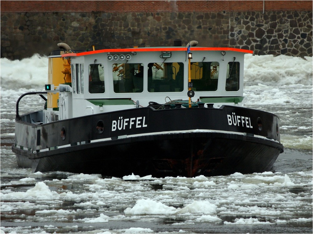 "Büffel" ohne seine Herde