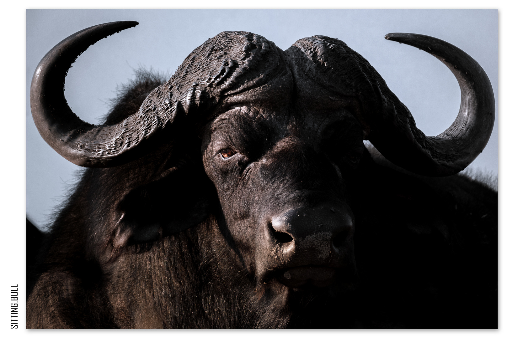 Büffel (Panorama | 2 Bilder)