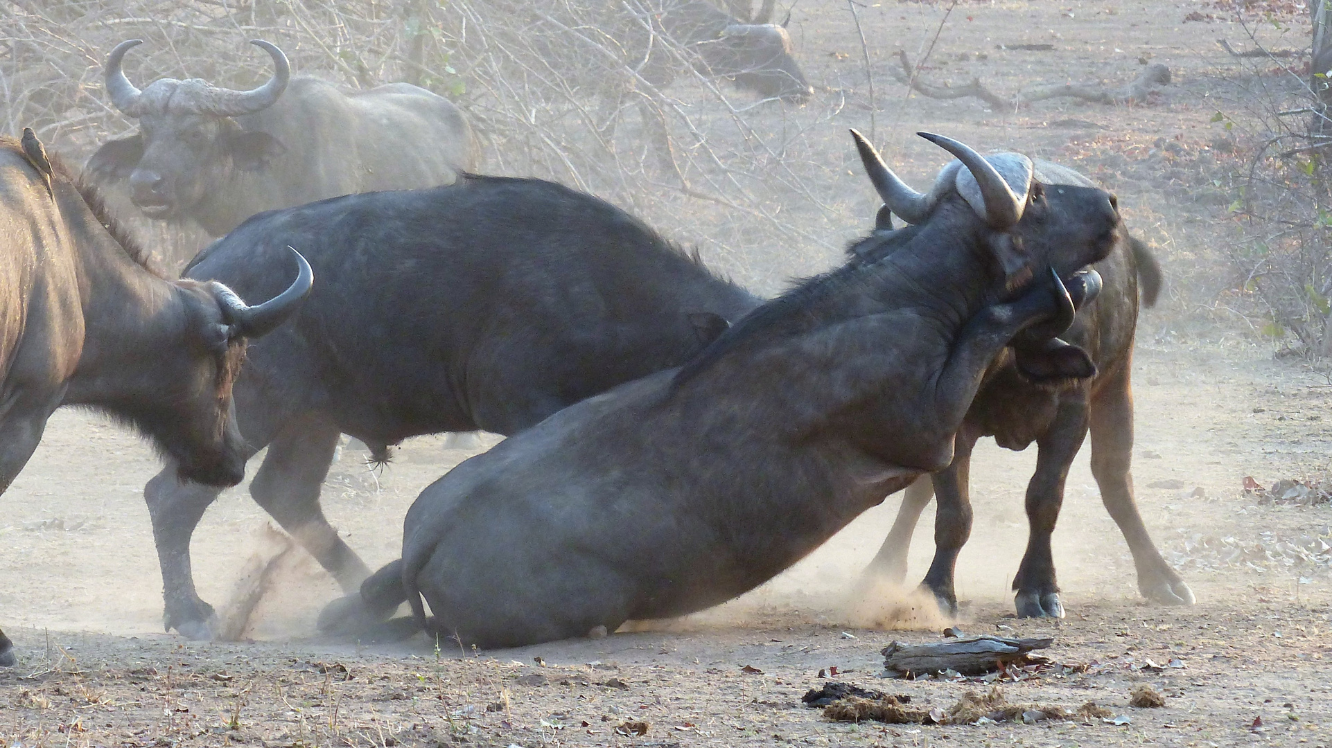 Büffel - Süd Luangwa