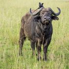 Büffel Uganda 