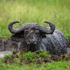 Büffel, Uganda/Queen Elizabeth National Park Nord