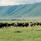 Büffel und Kuhreiher im Ngorongorokrater