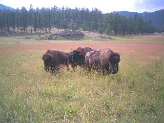 Büffel / Wyoming
