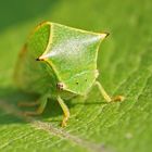 Büffel-Zikade (Stictocephala bisonia)