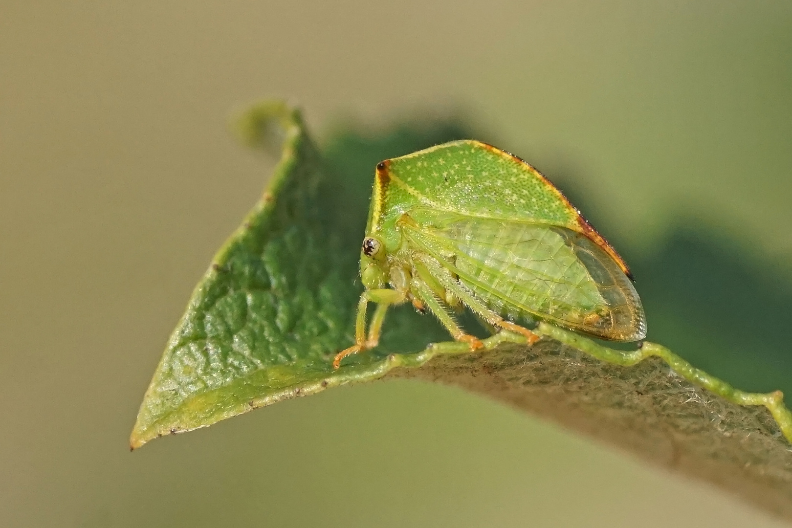 Büffel-Zikade (Stictocephala bisonia)