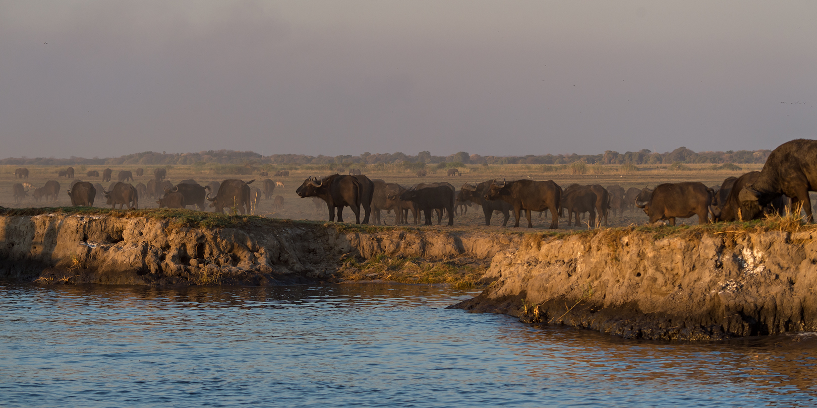 Büffelherde am Chobe River