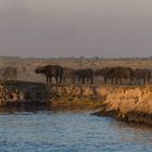 Büffelherde am Chobe River