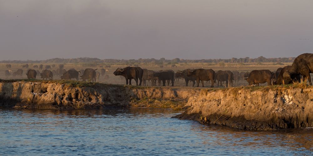 Büffelherde am Chobe River