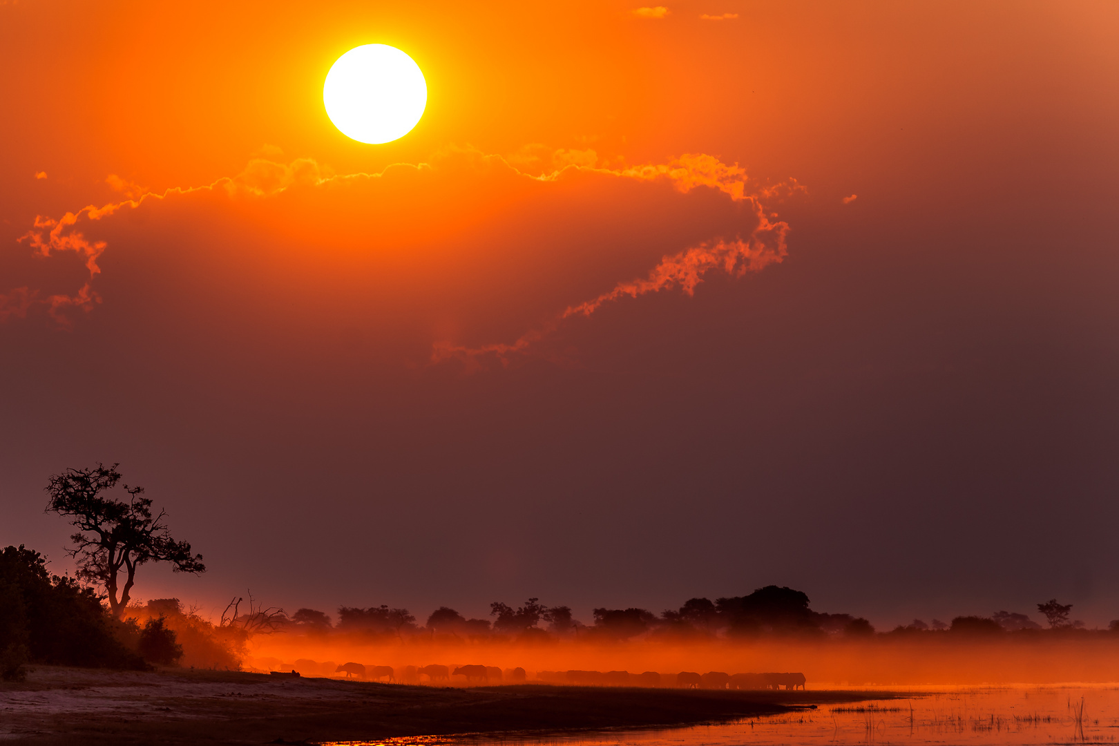 Büffelherde am Chobe/Botswana