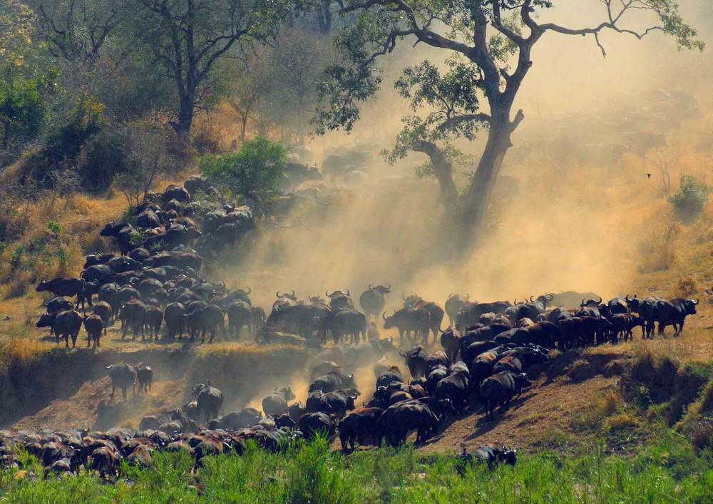 Büffelherde am Crocodile River, KNP Südafrika