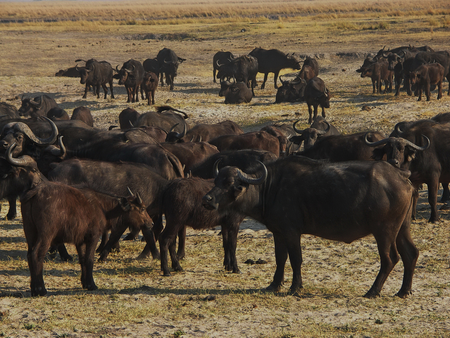 Büffelherde Botswana