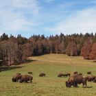 Büffelherde im Jura