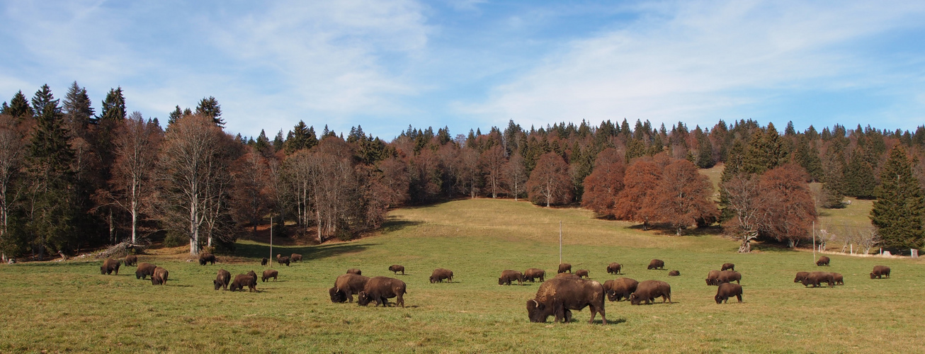 Büffelherde im Jura