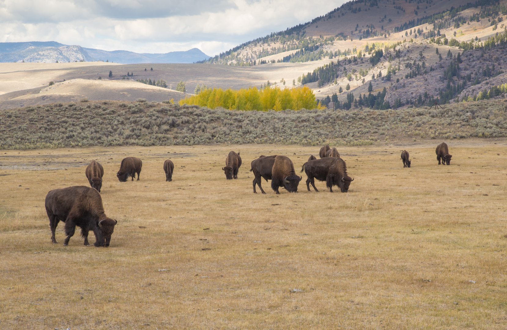 Büffelherde im Lamar Valley