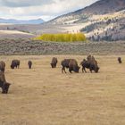 Büffelherde im Lamar Valley