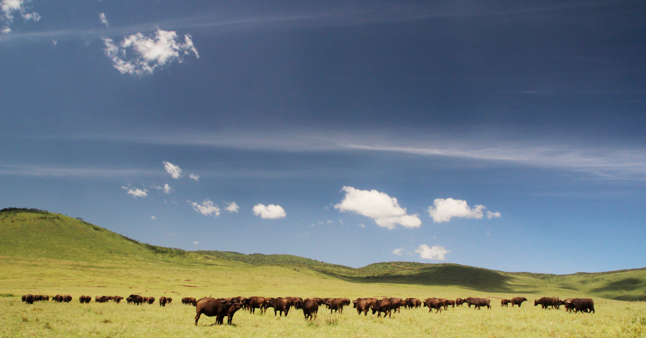 Büffelherde im Ngorogoro-Krater