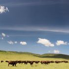 Büffelherde im Ngorogoro-Krater