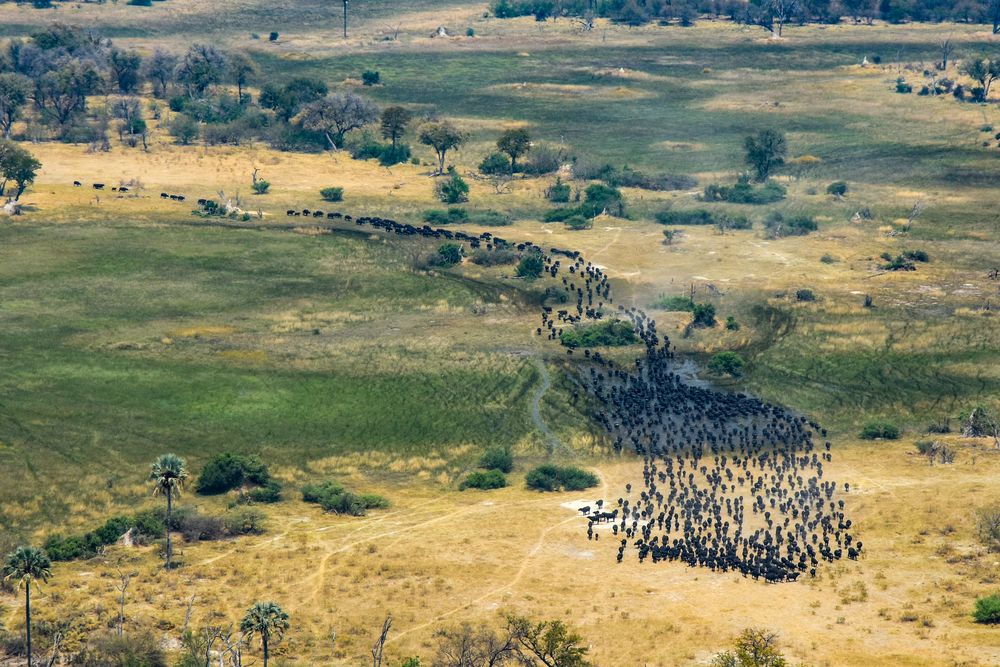 Büffelherde im Okavango Delta