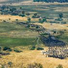 Büffelherde im Okavango Delta