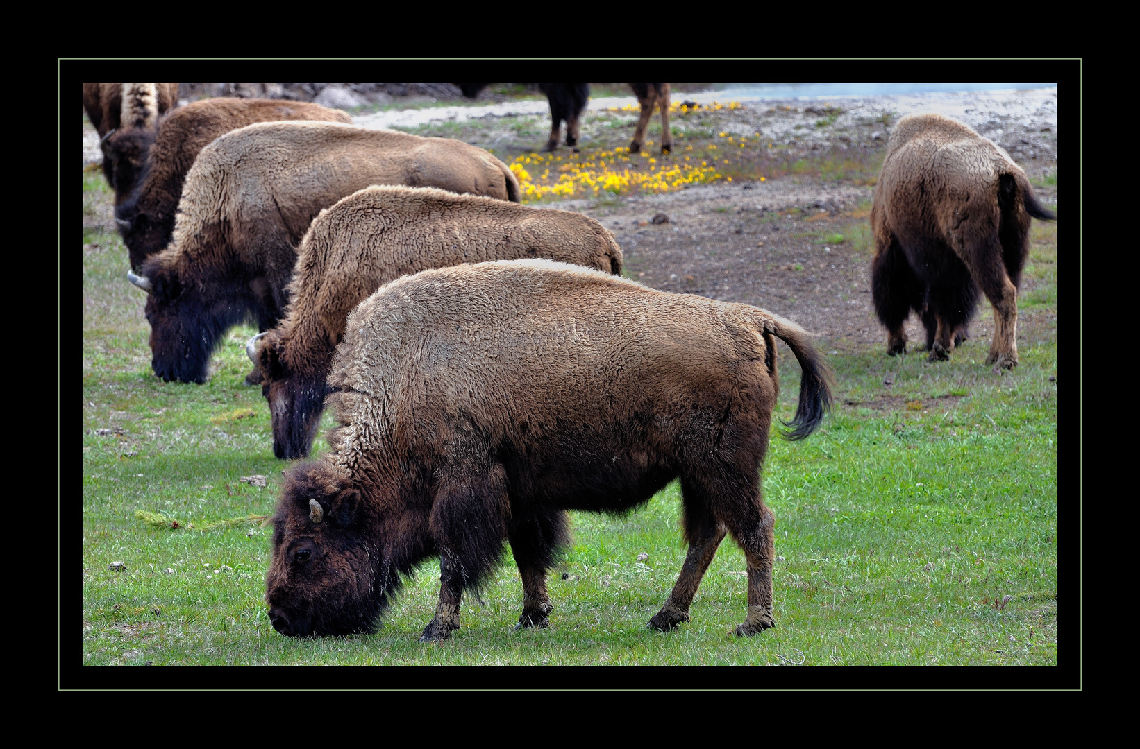 Büffelherde im Yellowstone Nt. Park