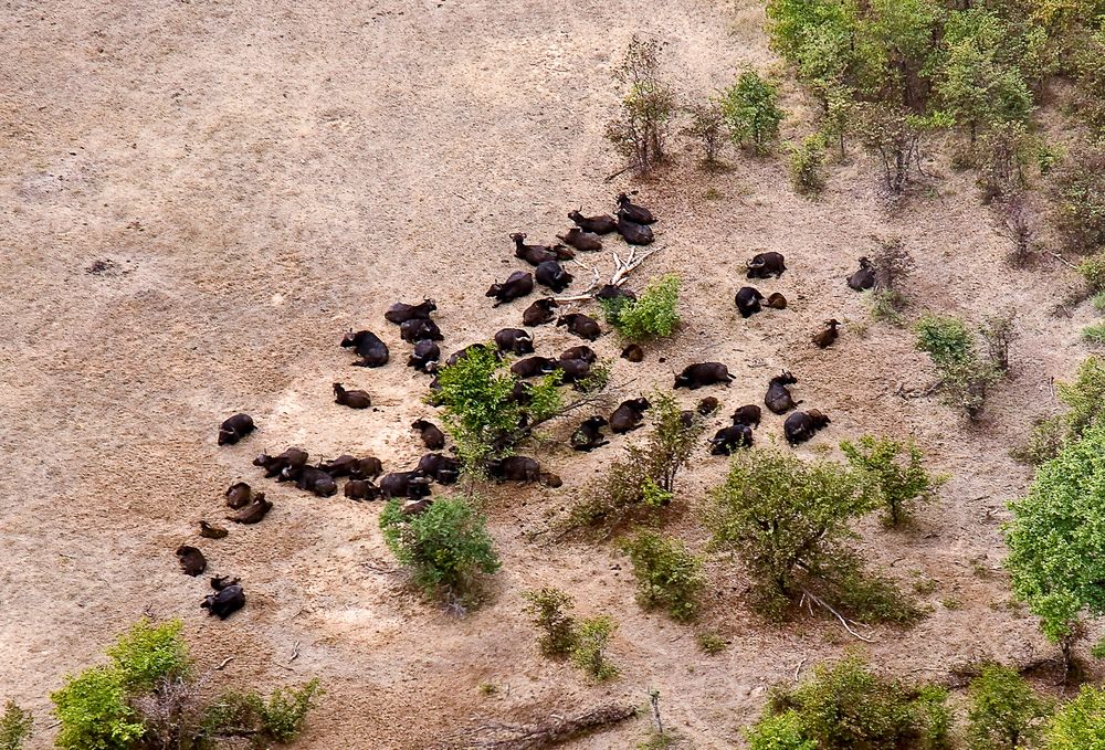 Büffelherde in der Nähe der Vic-Falls