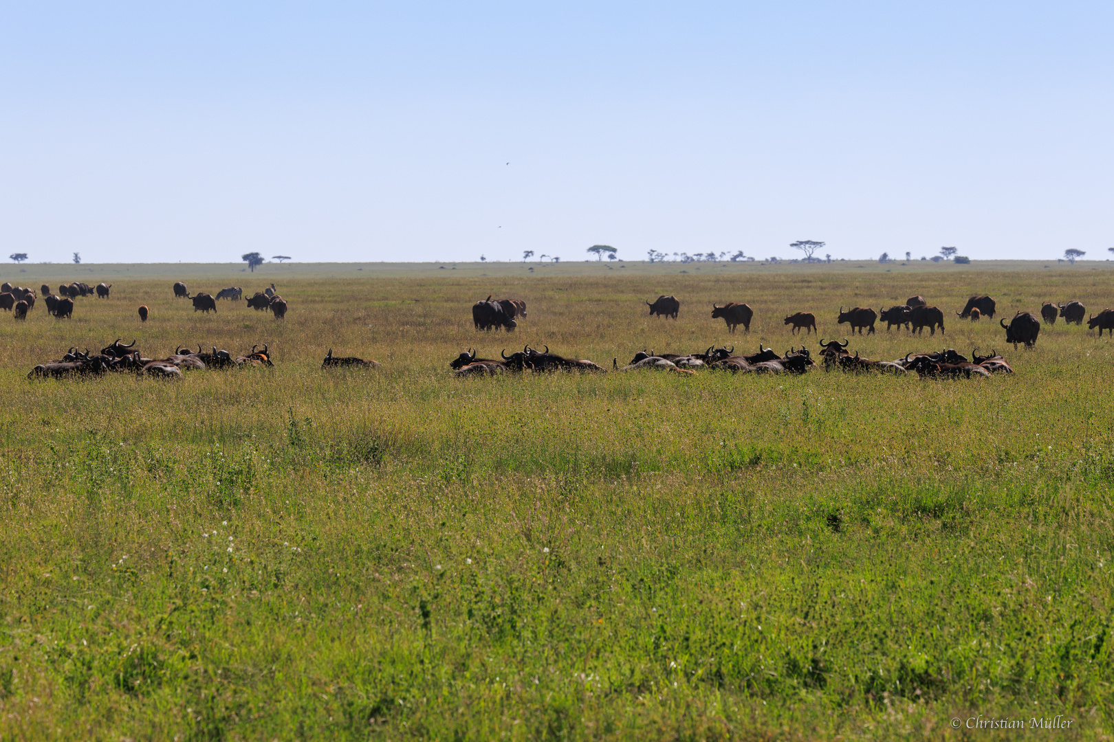 Büffelherde in der Serengeti