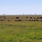 Büffelherde in der Serengeti