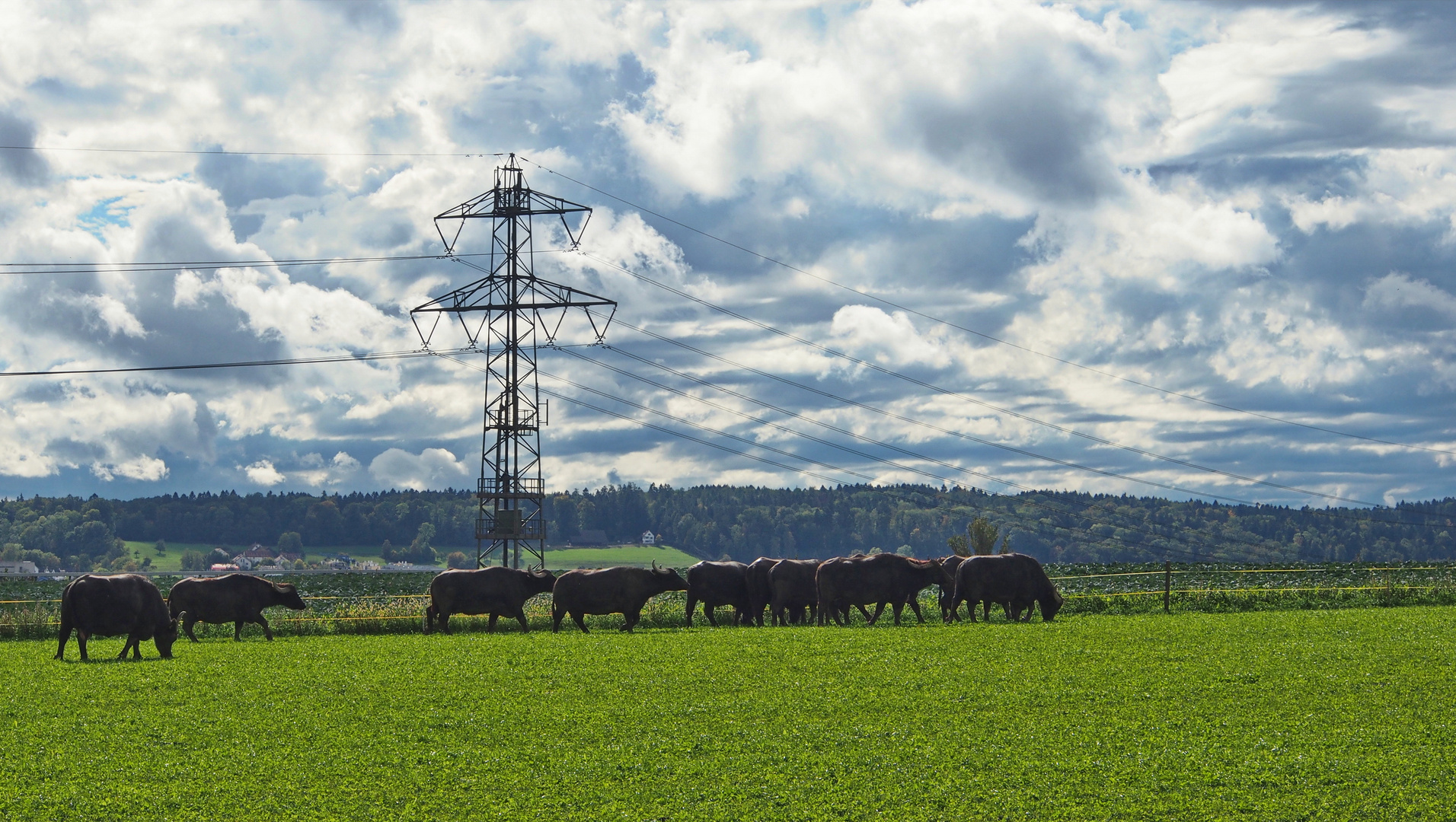 Büffelherde mit Elektrizität über sich ...